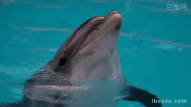 海豚进入蓝色水域的特写镜头